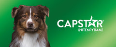 Capstar Flea Treatment Tablets for Dogs over 11kg Kills Fleas Fast 6 Tablets