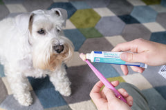 Virbac CET Enzymatic Toothpaste for Dogs & Cats | Dogs, Cats