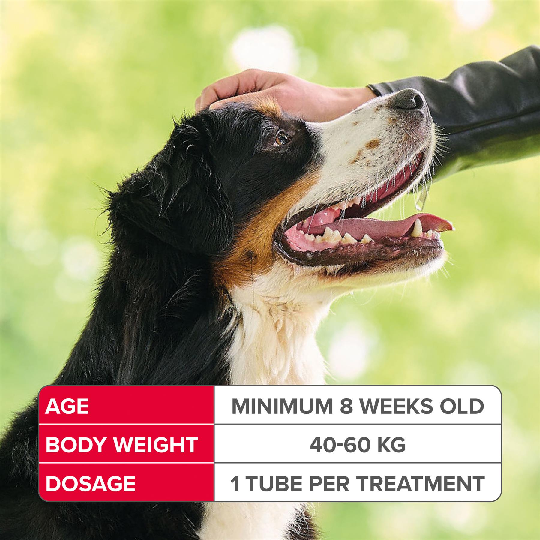 BEAPHAR Spot On Flea Tick Treatment CAT & DOG S M L XL - 1 4 6 Pipettes FIPROTEC