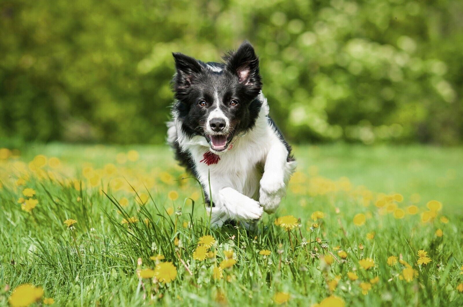 FRONTLINE SPOT ON Flea & Tick Treatment for Cat, Small (2-10kg), Medium Dog (10-20kg) and Large Dog (20-40kg) 1, 3, 6 Pipette Packs