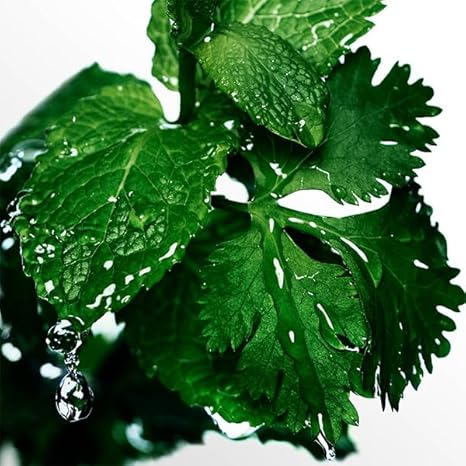 DAVIDOFF Cool Water Eau de Toilette for Him 200ml, Aromatic Fragrance with Notes of Coriander, Mint, Lavender and Amber - Medium Longevity