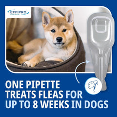 Effipro Spot On Flea Treatment AVM-GSL For Pets Cats & Dogs 4 Pipettes With Fipronil