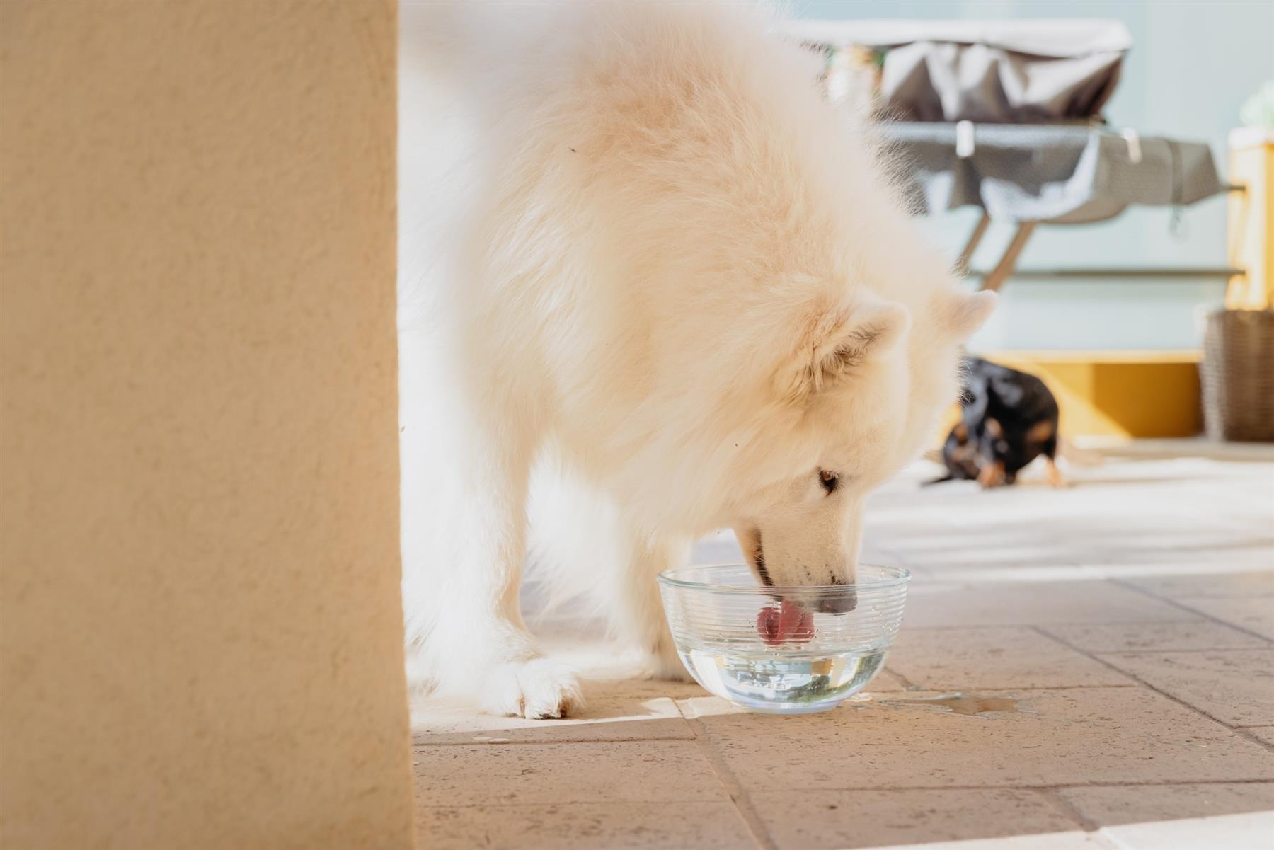 Virbac Vet Aquadent Anti-Plaque Solution for Cat and Dog, Pet Dental Care Solution