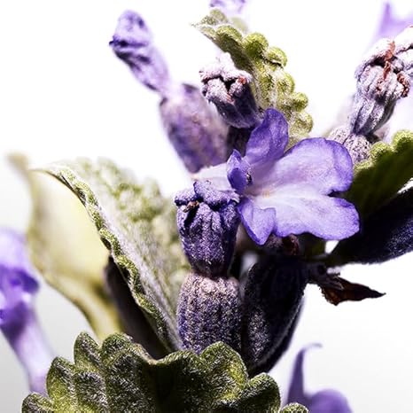 DAVIDOFF Cool Water Eau de Toilette for Him 200ml, Aromatic Fragrance with Notes of Coriander, Mint, Lavender and Amber - Medium Longevity