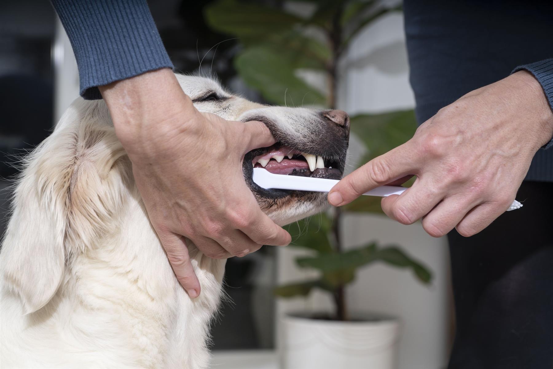 Virbac Dog Cat Toothpaste Kit Dental Toothbrush Finger Brush Poultry Flavour 70g Fish Flavour 43g