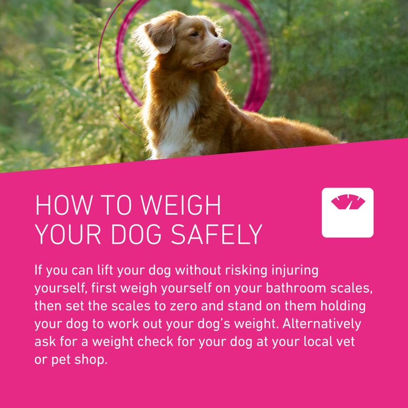 Frontline Tri-Act Spot On Flea and Tick Treatment For Small Medium and Large Dogs 3 Pipettes