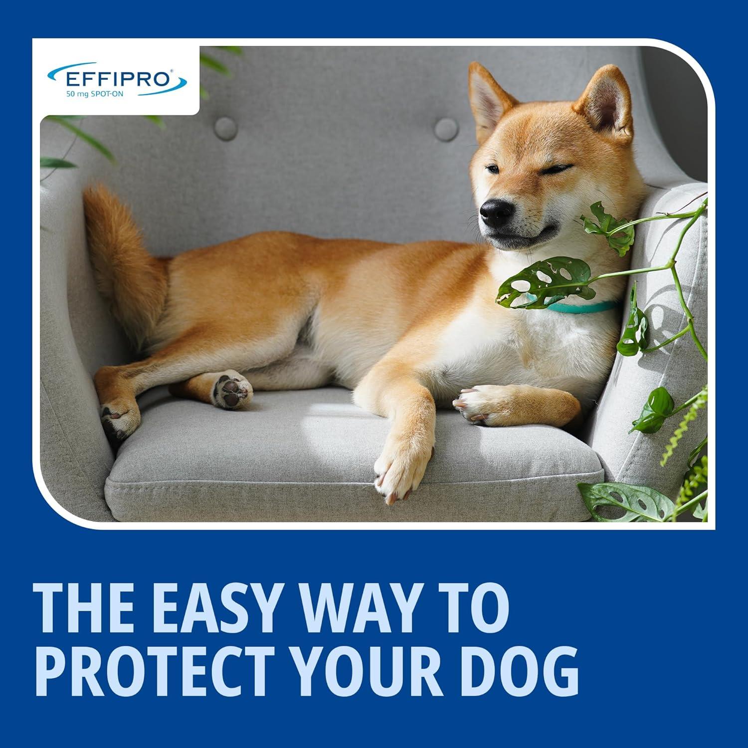 Effipro Spot On Flea Treatment AVM-GSL For Pets Cats & Dogs 4 Pipettes With Fipronil