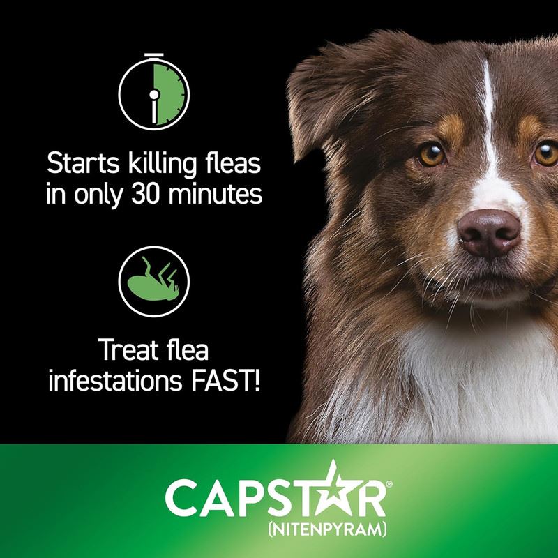Capstar Flea Treatment Tablets for Dogs over 11kg Kills Fleas Fast 6 Tablets
