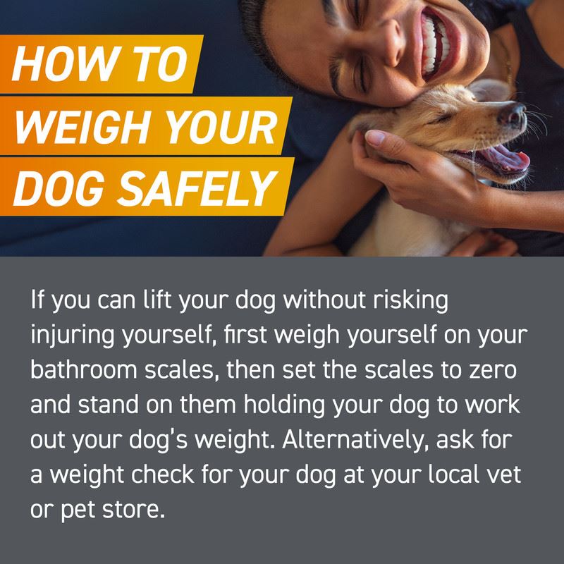 FRONTPRO Flea and Tick Chewable Tablets for Dogs Fast-Acting For S M L XL Dogs 3 Pack