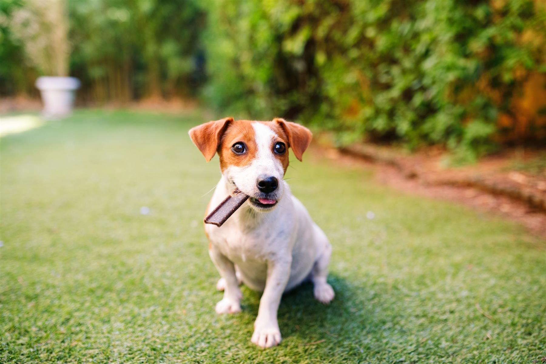 Virbac Veggiedent FR3SH Dental Chews for Dog Helps Clean Teeth & Freshen Breath, 15 Chews