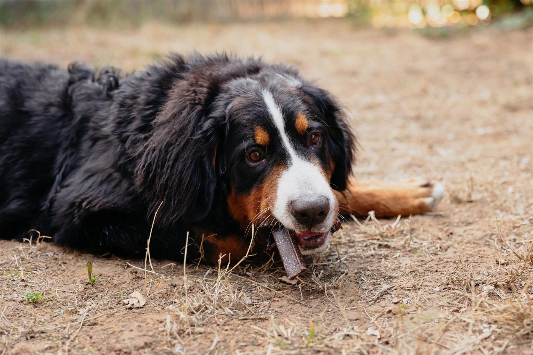 Virbac Veggiedent Zen 15 Dental Oral Care Dog Chews + Calming Anxiety Relief XS S M L