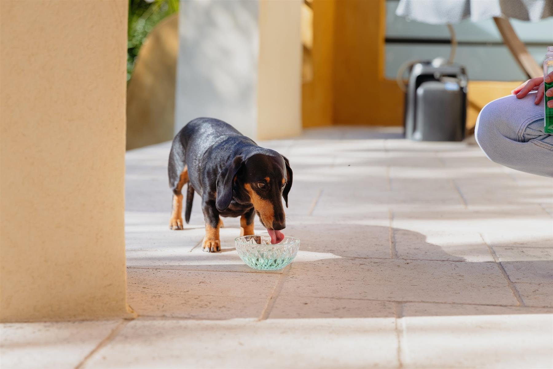 Virbac Vet Aquadent Anti-Plaque Solution for Cat and Dog, Pet Dental Care Solution