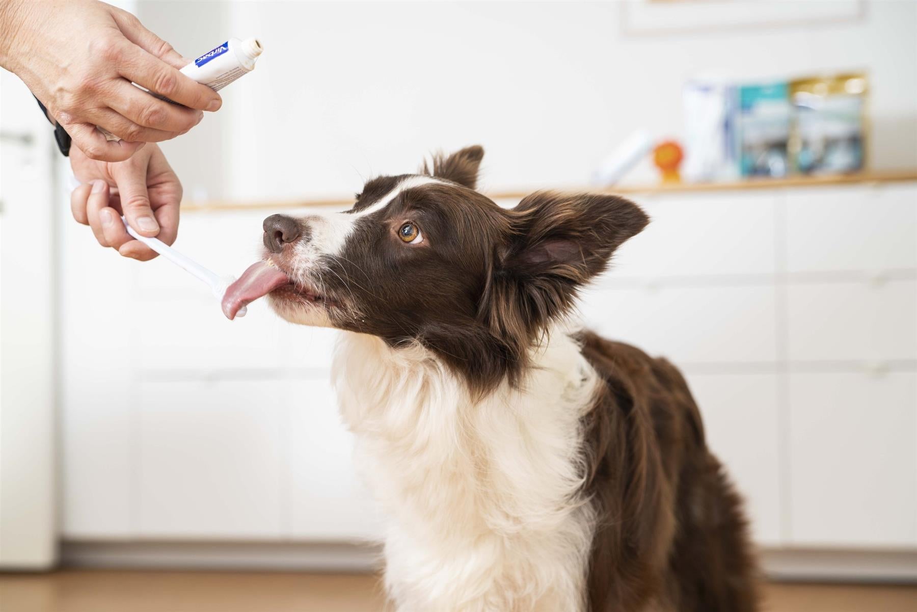 Virbac CET Enzymatic Toothpaste for Dogs & Cats | Dogs, Cats